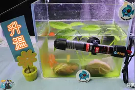 淡水鱼缸里的“老三样”，可能是水族圈里一种荒诞的行为艺术图片