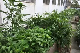 她在屋顶打造了一个20平米菜园，收获不断图片
