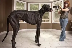 世界上最大的犬种，最高的和姚明一样高图片