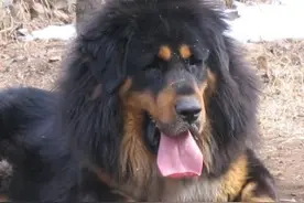 狗 与人的源缘及相处关系图片