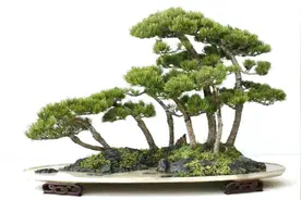 “天生我材”盆景素材排行榜，排名不用记，逮住谁都是金子图片
