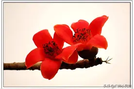 花城市花——木棉，不仅极具观赏性，还可以煲汤、入药图片