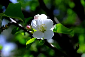 苹果树为何成花少？赶紧来学习一下！图片