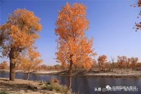 普惠农场：种下胡杨树 挣上“绿色钱”图片