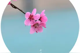 春韵·桃花劫图片