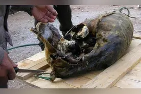 爱斯基摩人的美食腌海雀，臭到令人呕吐，为何被当地人奉为美食？图片