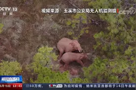 “起来玩！”小象花式撒娇叫大象起床图片