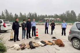 毒药拌肉里引诱狗吃下，长途运输中被咸阳交警查获图片