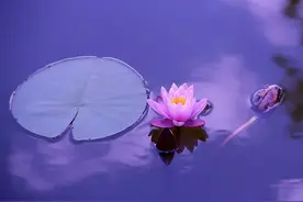 合诵：在旷世的轮回里惊艳图片
