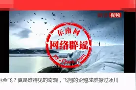 飞翔的企鹅成群掠过冰川？是真的吗？图片