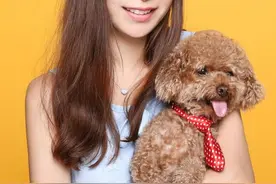 养贵宾犬，要谨慎这几种“病”，都来看一看图片