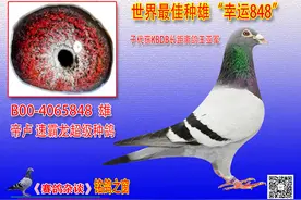 比利时长短全能的“鸽系”图片