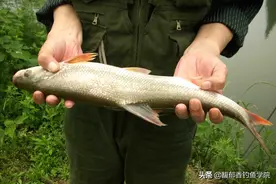 红尾鱼最喜欢吃什么味型的食物？红尾鱼的觅食习性和垂钓技巧图片