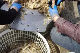 虾爬子“鲜”位出道，一起为威海海鲜打“call”！图片