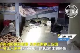 太吓人了！男子床底突现一米多长鳄鱼，嘴上还有东西图片
