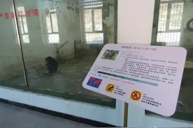乌鲁木齐的倭黑猩猩，等待它的只能是在动物园里孤老终生吗？图片
