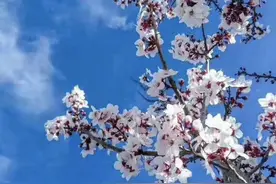 故乡的云，飘往何方图片