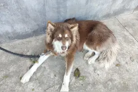 我和我的狗图片