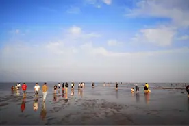 海边另类"沙滩"？探黄河三角洲的特有泥滩图片