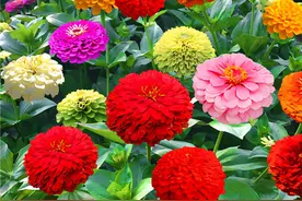 10种“小爆花”，撒几粒种子，俩月开成花海，太震撼了图片