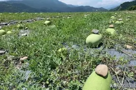 西瓜上压个石头，是什么原因呢？众说纷纭，你知道是什么缘由吗？图片