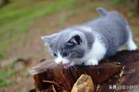 我正在看着你，看着你，目不转睛，喵图片