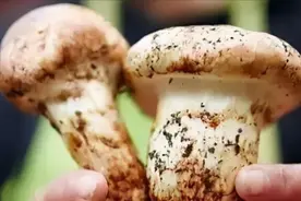 云南这种传统美食，煮不熟吃了会中毒，还要配上168元的炒米饭图片