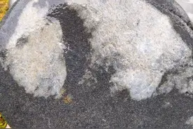 #奇石#结缘双面熊猫奇石图片