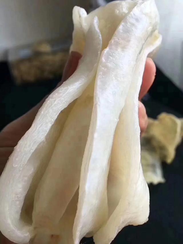蝴蝶胶怎么泡发 2026年蝴蝶胶怎么泡发快