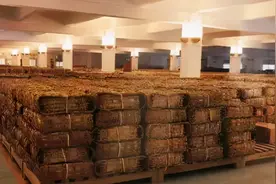 茶难卖！普洱茶产能严重过剩！云南1000万涉茶人口何去何从？图片