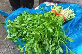 水里才有的4种野菜，味道鲜嫩无比，最后一种现在挖正好图片