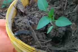 邻居阿姨教我在院子里种辣椒，结出来的青椒长得壮，方法简单易学图片