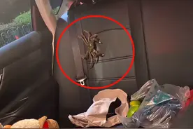 浙江女子买数只螃蟹放车内，不料螃蟹“越狱”到失控，车都被拆了图片