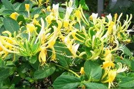 这种野花，农村夏季必备，2株就能打造1面花墙，香气浓郁开花美图片