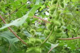 农村2种自带毒性的植物，为什么还这么受大家的欢迎呢？图片