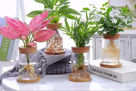 家里的花花半死不活，教你一个小技巧，直接丢水里，冒新叶长势旺图片
