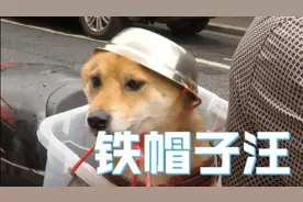 大爷骑车给狗子戴自制头盔图片