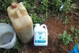 为啥沉寂两年的柑橘僵苗又发芽了？此时不用更待何时图片