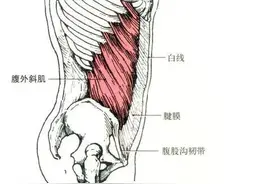 肌源性腰痛之“腹外斜肌”浅析（3）图片