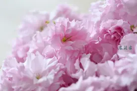 补脾养胃，疏肝解郁，山药花糕图片