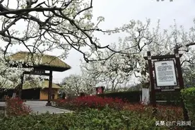 梨花又开放苍溪邀您“云”赏花图片