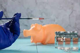 “非洲猪瘟”即将消失？哈兽研称疫苗创制成功 这家公司或“闷声发大财”图片