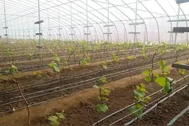 葡萄萌芽这几个坑你踩了吗？三分靠修剪，七分靠绑蔓图片