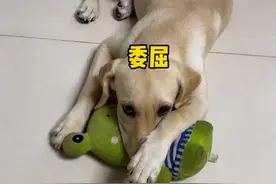 广东一狗狗下楼摔掉牙齿，主人奇思妙想给狗“镶”了一口大金牙图片