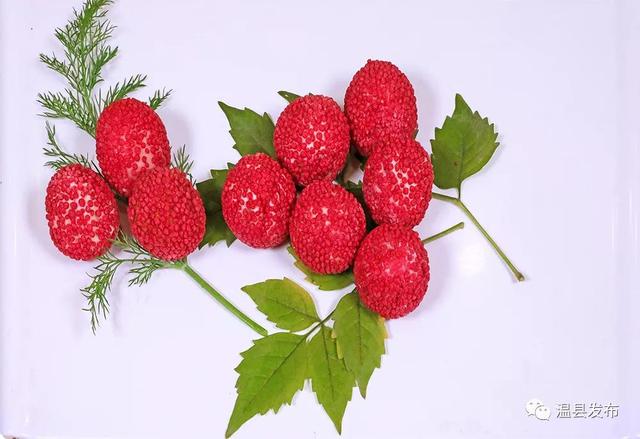 乌鸡花胶猴头菇 2026年花胶和猴头菇能一起煲汤吗