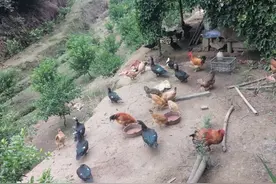 村有个勤劳的农村大哥，在大山里种了几十亩沙糖桔和沃柑图片