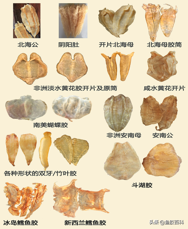 花胶的等级 2026年花胶的等级区分