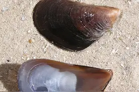 贻贝、海虹、淡菜、青口贝……不管它叫什么，只要不影响吃就行图片