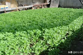 茼蒿南北农村都能种，想赚钱高产很关键，茼蒿你会种吗？图片
