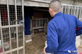 河源一兔棚发现一条蟒蛇，吞食了一只兔子，吓得另一只兔瑟瑟发抖图片